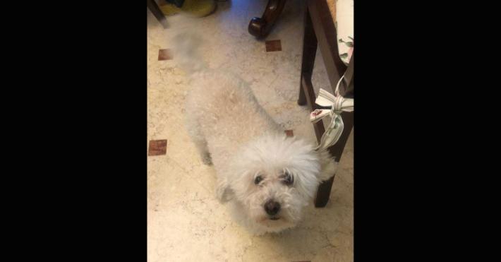 Chi ha visto  Dafne, la barboncina scappata di casa? 