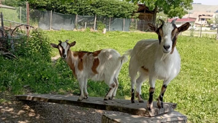 Lupi a Tordenaso, torna la paura