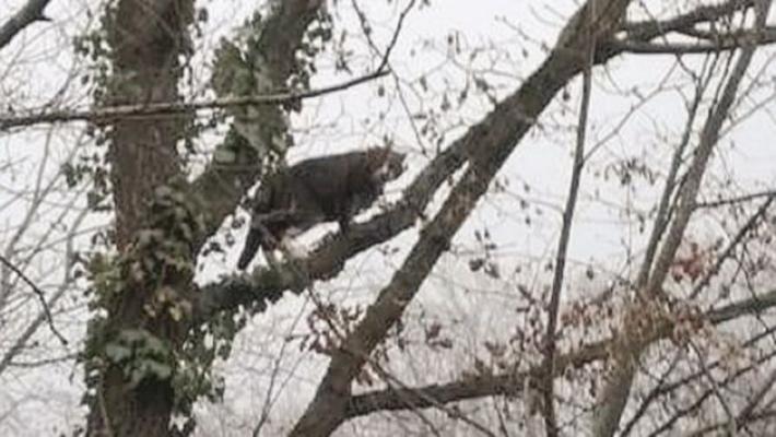 Il gatto Kuma su un albero troppo alto: complesse operazioni di salvataggio