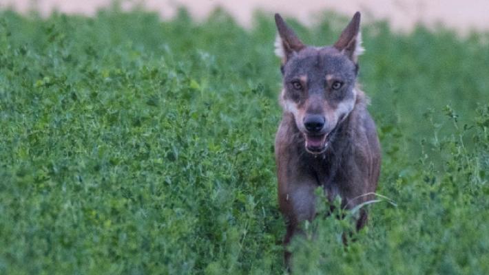 Bore, i lupi tornano a far paura: uccisi altri due cani da caccia