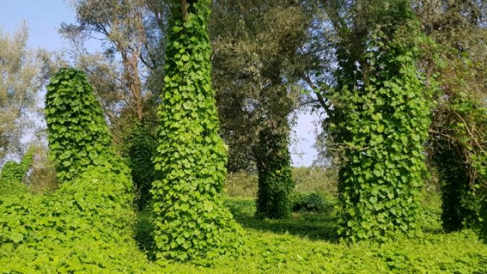 Il fenomeno &laquo;piante aliene&raquo; lungo il Po: minacce da Giappone e Nord America