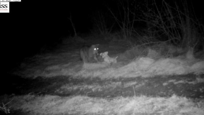 Cani peluche per allontanare i lupi: ecco i primi incontri ravvicinati