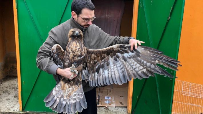 L'aquila reale impallinata trova rifugio in un pollaio