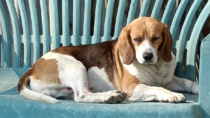 Diolo di Soragna, beagle ucciso dai lupi nel cortile di casa