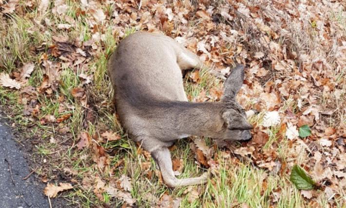 Nessun accordo per il recupero dei selvatici