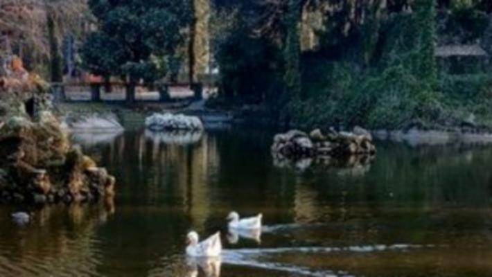 Un'oca maschio al posto di Pippo. Gli alunni decideranno il nome