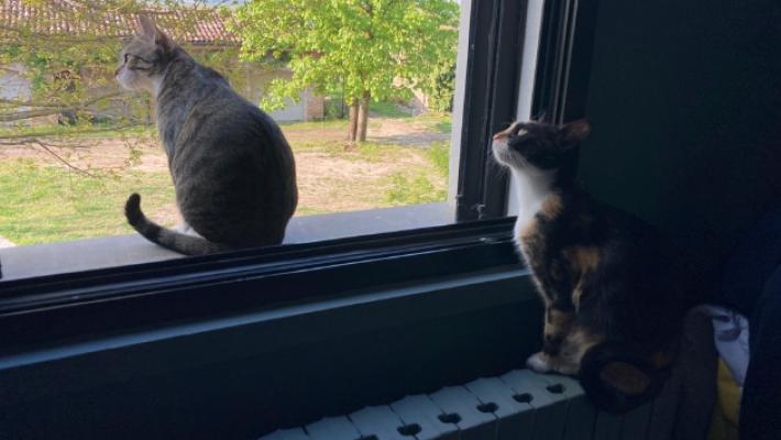 Topicida, cani e gatti morti a Langhirano e Lesignano