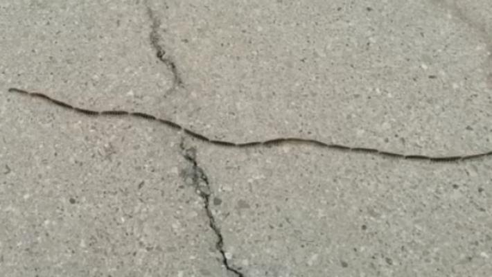 Allarme processionaria nel parco Fratelli Franchini: &egrave; pericolosa per l'uomo e per cani e gatti