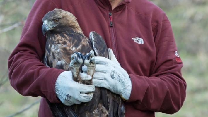 L'aquila impallinata e poi rinata &egrave; morta tra i canaloni del Monte Cusna