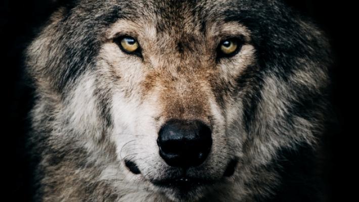 I lupi, la paura, il bracconaggio: focus su un fenomeno in crescita