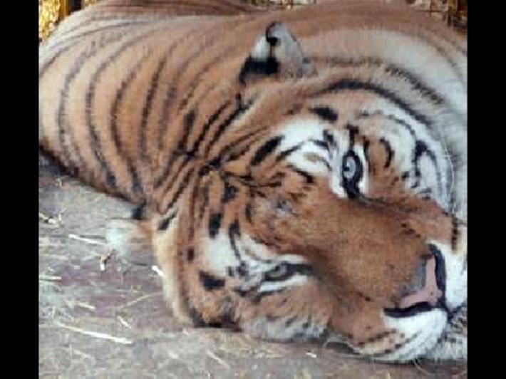 Donna uccisa da una tigre allo zoo di Zurigo