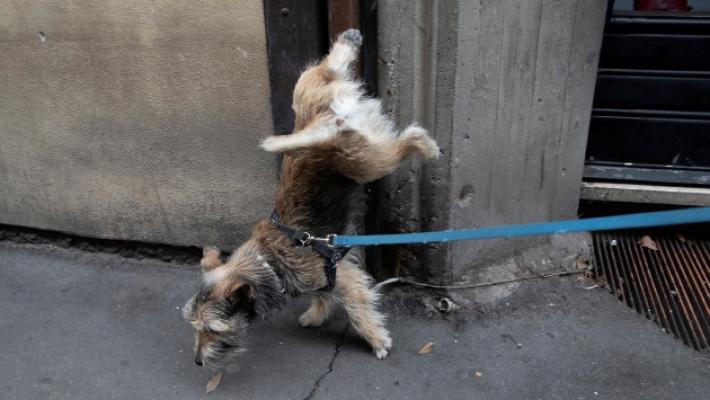 Cani che sporcano, &laquo;Scarso senso civico da parte di tanti&raquo;. Lavagetto: &laquo;Multe se colti il flagranza&raquo;.
