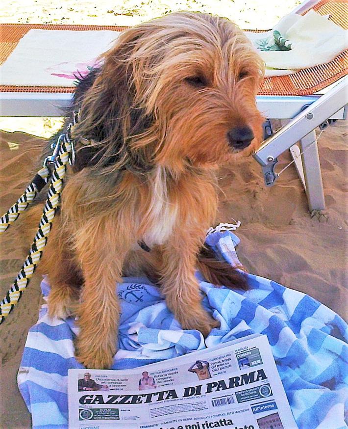 Aggressivit&agrave; e dieta con carne cruda: sfatiamo i falsi miti