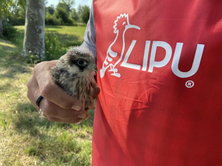 E' nella Bassa la pi&ugrave; grande colonia di Italia di falco cuculo