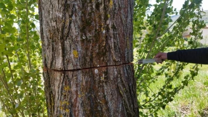 Segati i pioppi della piscina: chi &egrave; il vandalo?