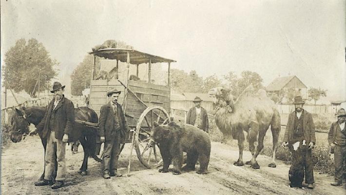 Quegli orsi ammaestrati in Val Taro