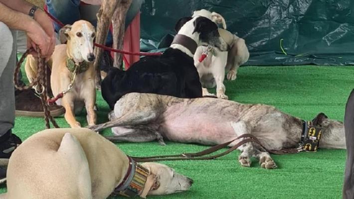 Gemellaggio animalista per dare un futuro ai &laquo;galgos&raquo;
