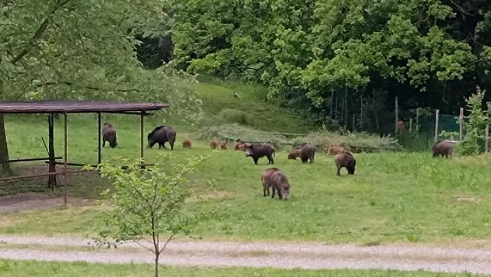 Una famiglia sotto assedio: &laquo;I cinghiali pascolano nel mio giardino: ne ho contati 27&raquo;