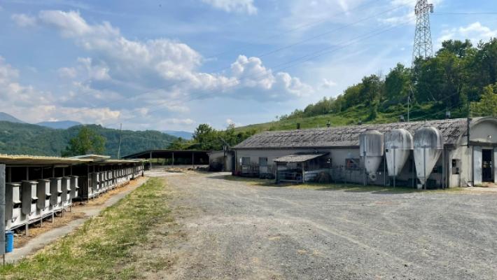 Mucca aggredita e uccisa da un branco di lupi nella stalla