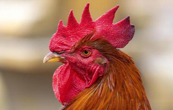 "Non ha zittito il gallo", il caso finisce davanti al giudice
