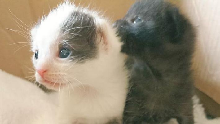 Cuccioli abbandonati: ricomincia l'emergenza