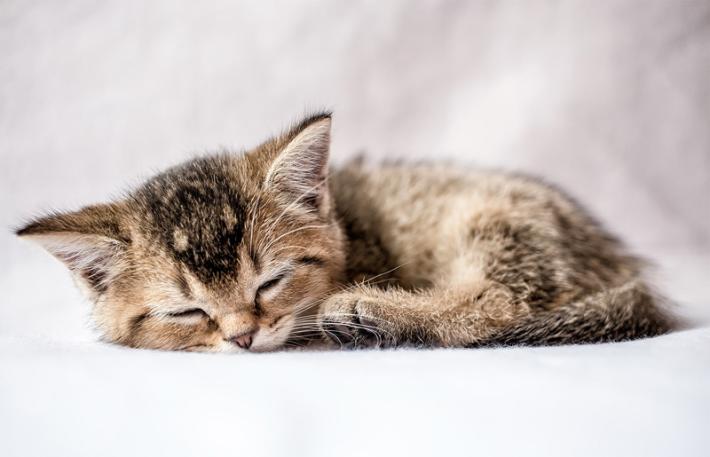 Consigli per un gatto appena adottato