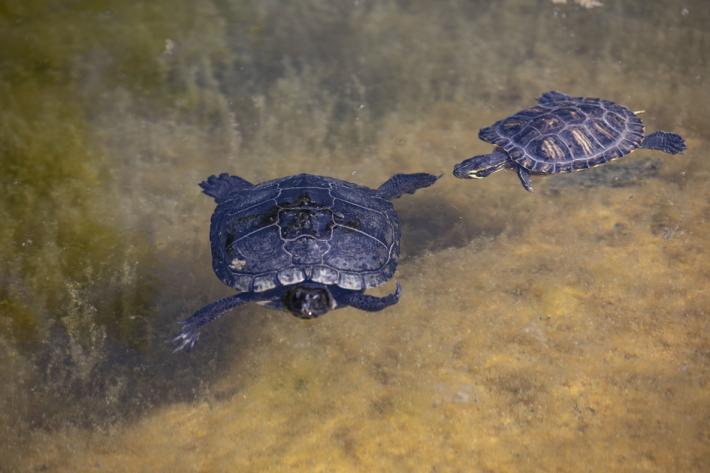 Verso il ritorno delle tartarughe all'Ex Eridania