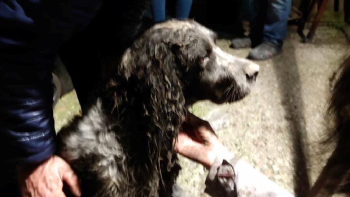 Cane incastrato in un tubo: salvato dai vigili del fuoco