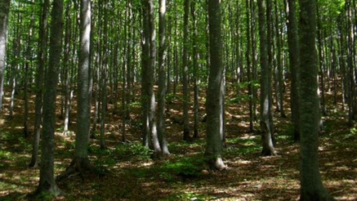 Comunalie in liquidazione, quale futuro?