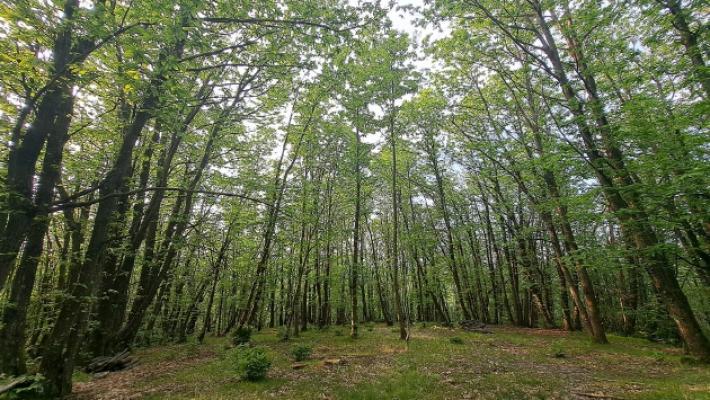 Il caso del Consorzio Comunalie in liquidazione: &laquo;Si faccia chiarezza. Timori per il fungo&raquo;