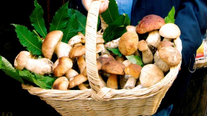 Fungaioli preoccupati: &laquo;Vogliamo i permessi per la raccolta&raquo;