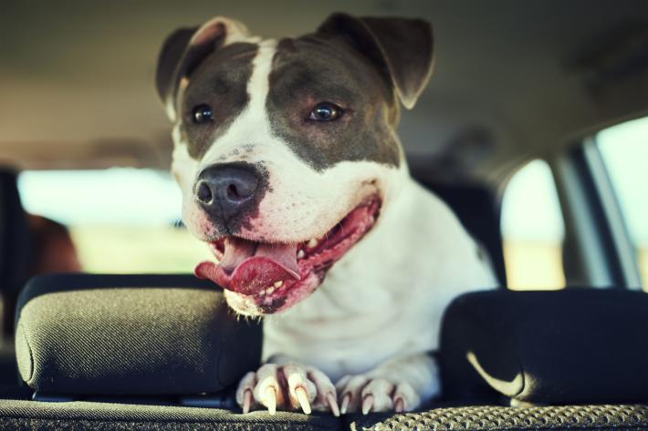 Caldo estivo e animali in auto: i consigli su come comportarsi