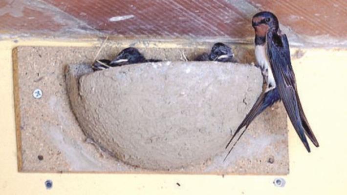 Nel cuore del centro cittadino c'&egrave; un'&laquo;oasi&raquo; per rondini e rondoni