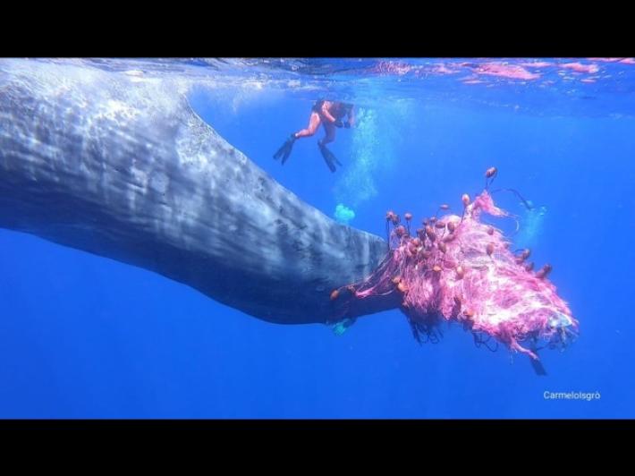 Capodoglio impigliato nella rete a Eolie