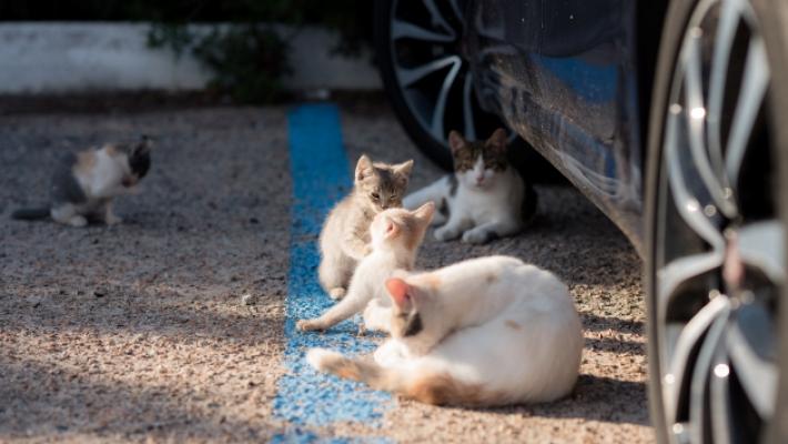 Spariti quattro gatti adottati: ricerche a tappeto vicino al casello dell'A1