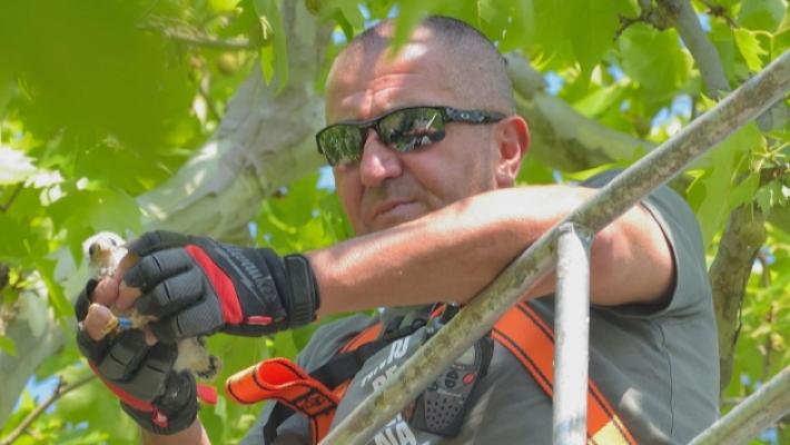 Monitoraggio dei falchi cuculi, la Lipu inanella 330 pulcini