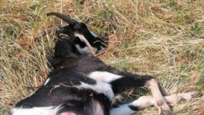 Felino, capretta sbranata dai lupi