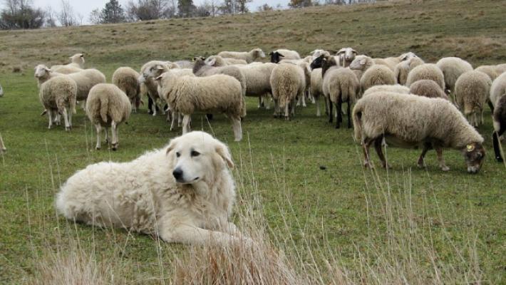 Sempre pi&ugrave; cani da pastore sull'Appennino. Escursionisti e biker: ecco come comportarsi