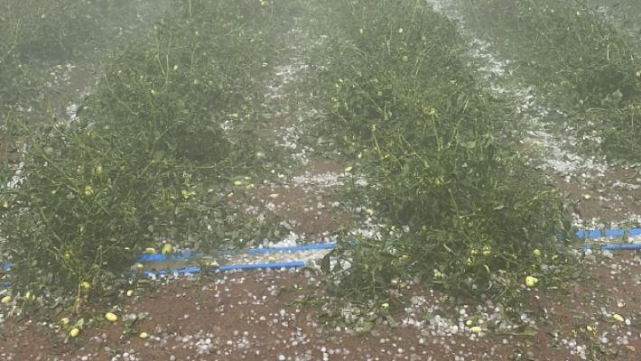 Danni da maltempo, devastati i campi di pomodoro