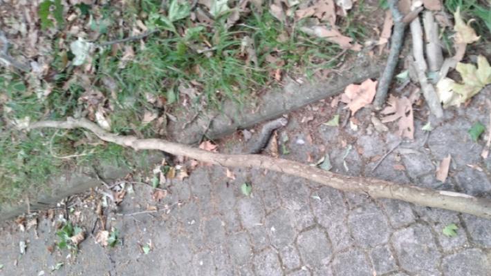 Una donna: &laquo;Mi ha colpito un ramo in via Montanara&raquo;