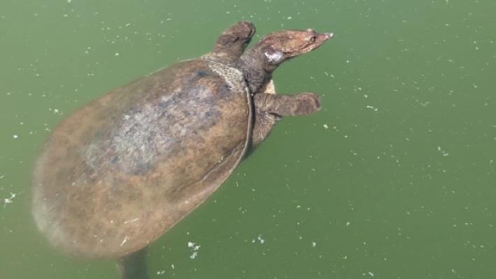 &laquo;C'&egrave; una tartaruga gigante nel laghetto del Parco Ducale. E' pericolosa&raquo;. Riunione in Comune per catturarla