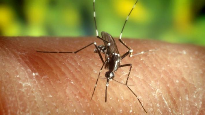 Pericolo zanzare, veicolo di malattie: i consigli su come difendersi dopo il caso di dengue