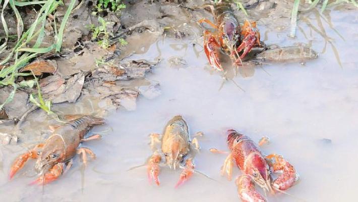 I gamberi rossi della Louisiana? Sentinelle contro l'inquinamento