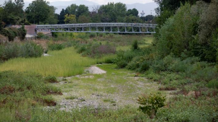 Torrenti &laquo;soffocati&raquo; dalla vegetazione: l'allarme del Comitato alluvionati