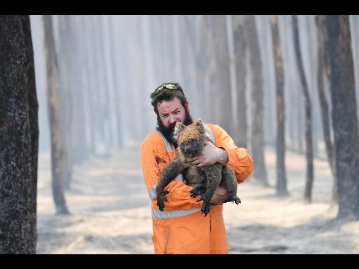 Studio: 3 miliardi di animali spariti in incendi 2019