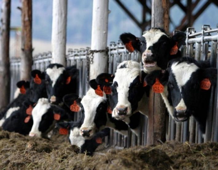 Lingua blu,  anche a Parma un allevamento positivo al sierotipo 4 