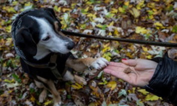 Via Paradigna: allarme bocconi con i chiodi