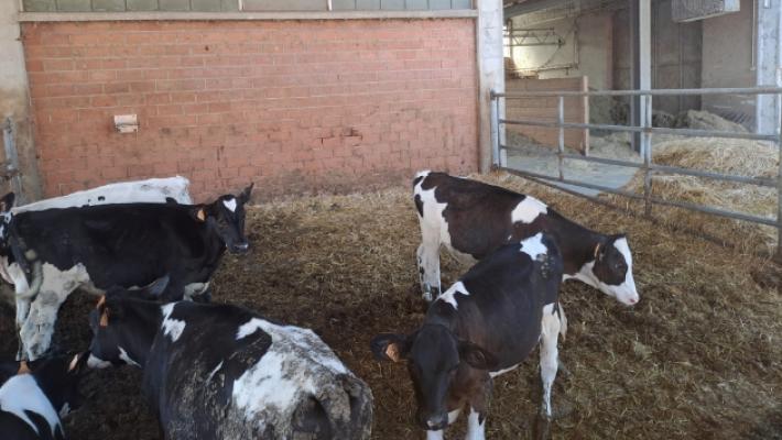 &laquo;I lupi hanno sbranato un vitellino nella mia azienda a Baganzolino&raquo;