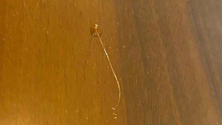 Nuova tecnica dei ladri in un condominio di via Sidoli: &laquo;Fili e silicone alle porte per capire se siamo in casa&raquo;