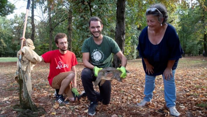 Catturata la pericolosa tartaruga gigante del laghetto del Parco Ducale: &egrave; 80 cm col naso da maialino